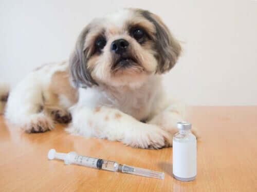 Cão diabético no veterinário