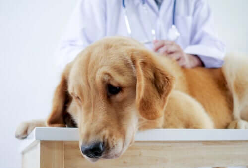 Cachorro sofrendo no veterinário