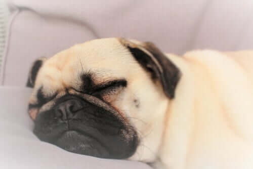 Cachorro dormindo