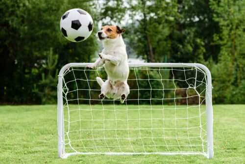 Cachorro jogando futebol