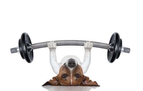 Cachorro fazendo exercício