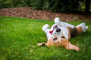 Por que os cães rolam na grama?