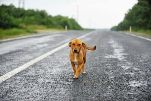 Cachorro abandonado na estrada