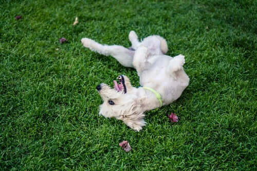 Cão rolando na grama