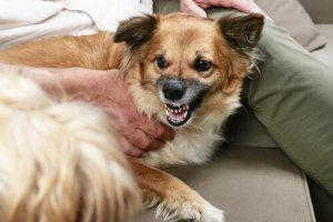 O que o rosnado do cachorro significa?