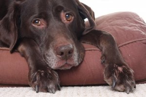 Os cães podem ter dor de cabeça?