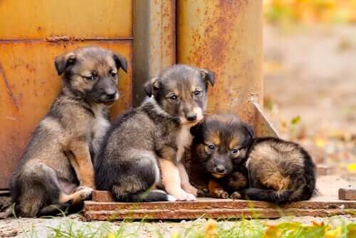 Filhotes de cachorro