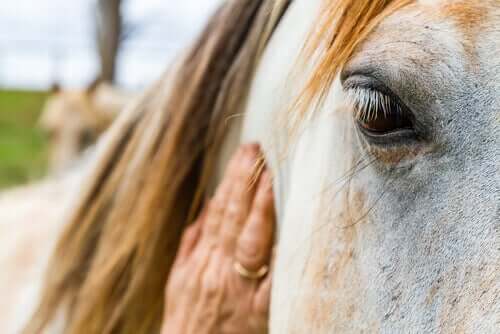 Os cavalos podem interpretar emoções
