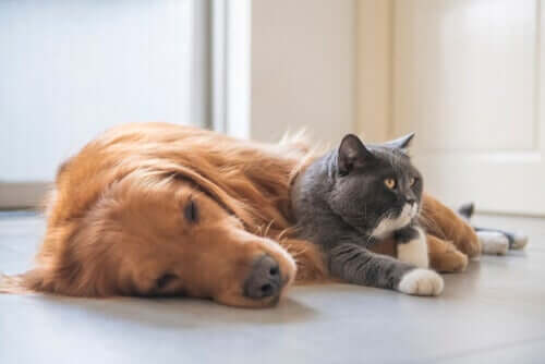 Gato e cachorro dormindo juntos