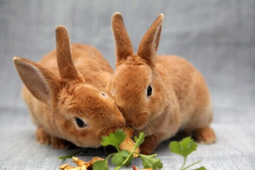 Alimentos perigosos para coelhos