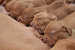 Benefícios do colostro para cães e gatos