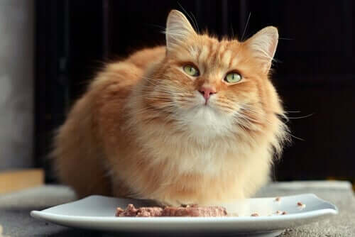 Alimentação dos gatos