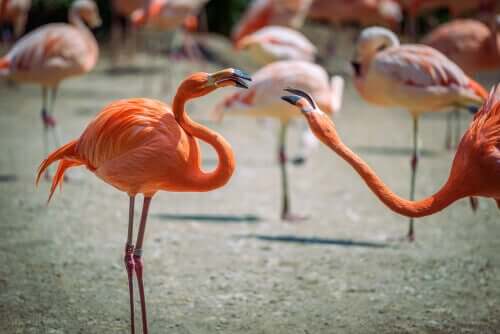 Flamingos