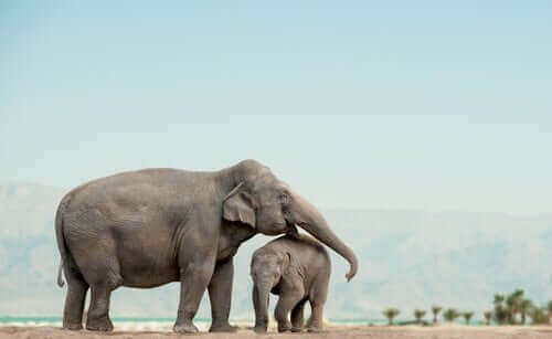 Família de elefantes