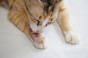 Quais são as mudanças na pelagem dos gatos que requerem atenção?