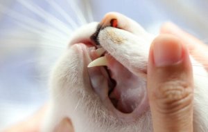 O que você deve saber sobre os dentes dos gatos