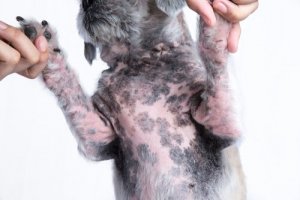 Tratamentos para a dermatite alérgica em cães