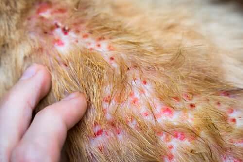 Tratamentos para a dermatite alérgica em cães