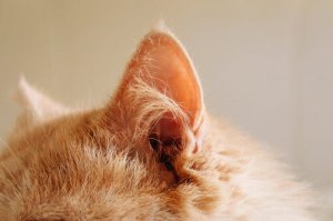 5 conselhos para cuidar de um gato surdo