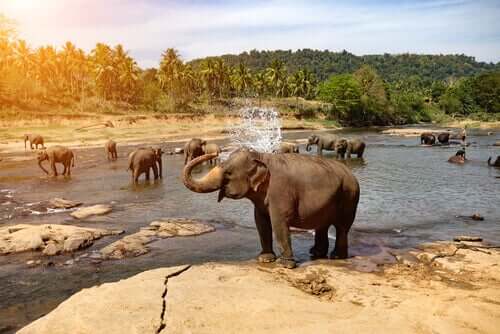 Elefante tomando banho