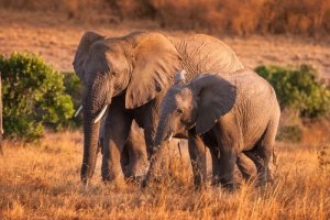 4 comportamentos curiosos dos elefantes em liberdade