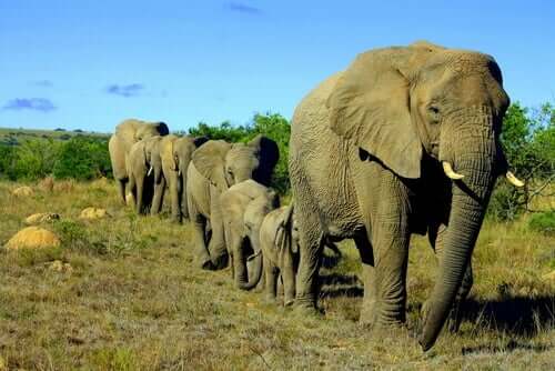 Família de elefantes