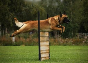Importância do exercício para os cães