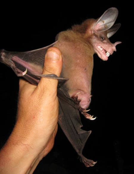 O morcego-fantasma-gigante
