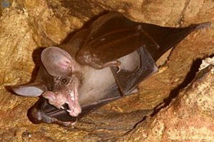 Conheça o morcego-fantasma-grande