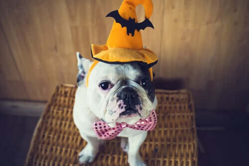 Fantasie o seu animal de estimação para o Halloween
