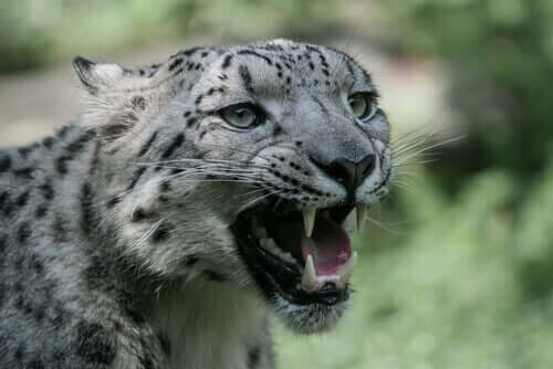 Leopardo das neves