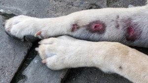 Patas inchadas em cães: causas e sintomas
