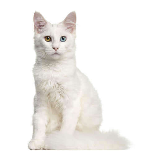 Gato branco com olhos coloridos