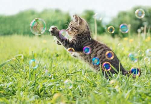 Gato brincando com bolhas de sabão