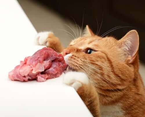 Gato comendo carne crua