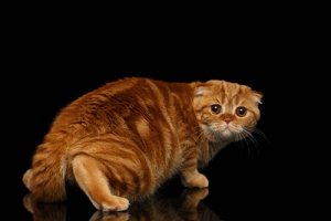 Como ajudar um gato a superar seus medos?