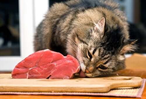 Gato comendo carne crua