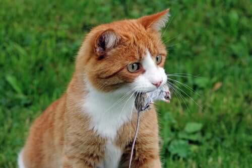 A alimentação do gato selvagem