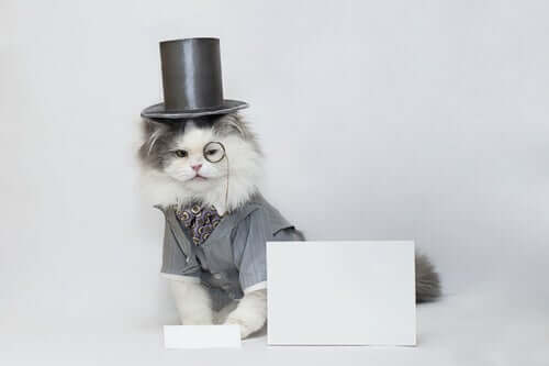 Gato fantasiado