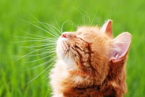 Como fortalecer o sistema imunológico dos gatos?