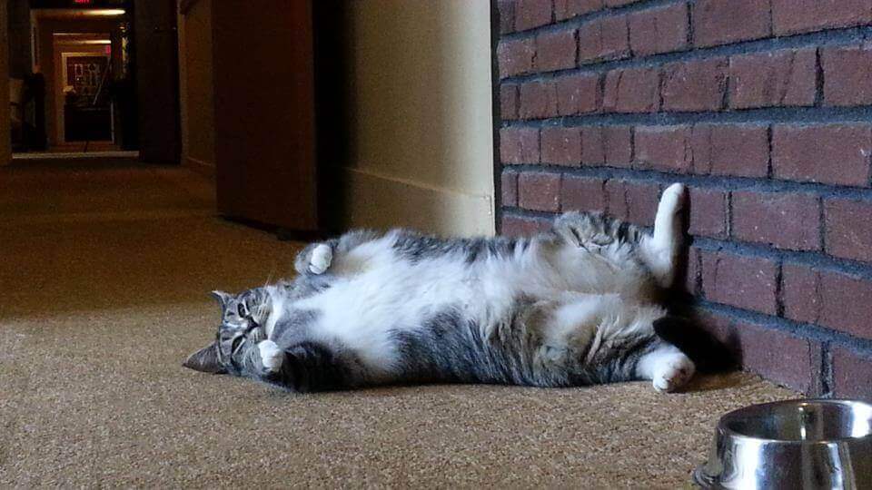 Gato descansando