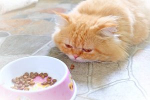 Como alimentar um gato doente?