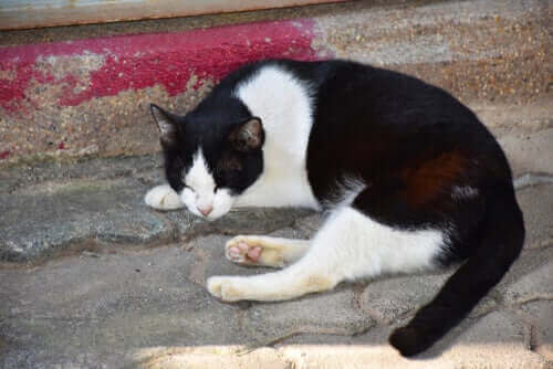 Gato dormindo na rua