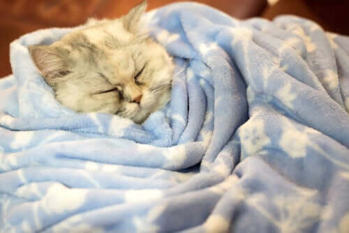 Os gatos hibernam no inverno?