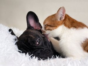 Os gatos vivem mais tempo do que os cães?
