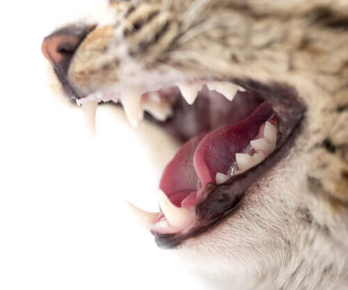 Gato mostrando seus dentes