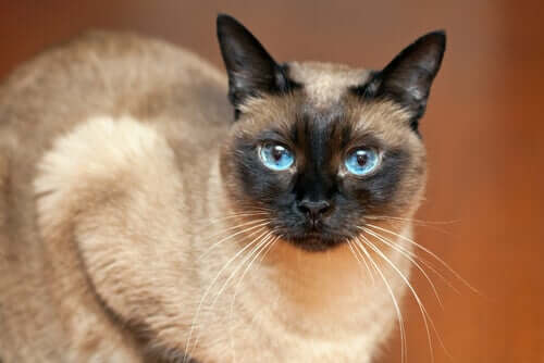 Gato com olhar penetrante