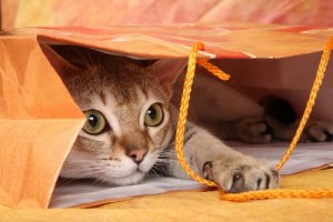 7 truques para motivar um gato a brincar