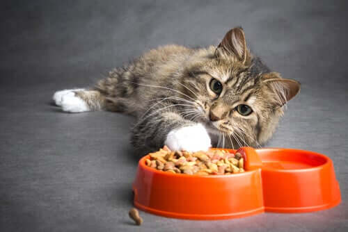Como alimentar um gato com câncer?