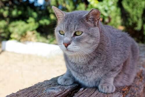 Gato doméstico